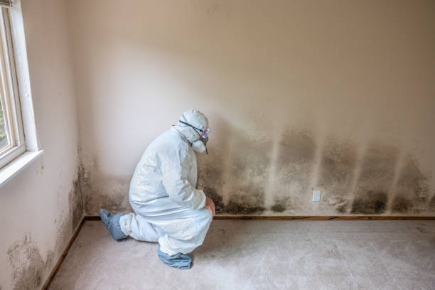 Mold Remediation for Vacation Homes in Haynesville, LA